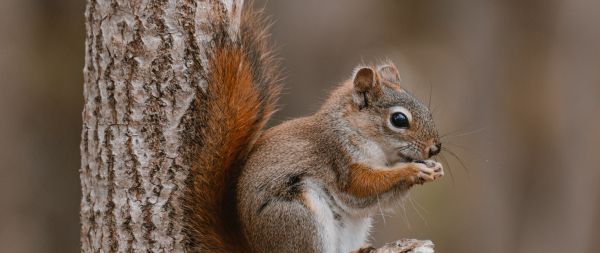 rodent, squirrel Wallpaper 2560x1080