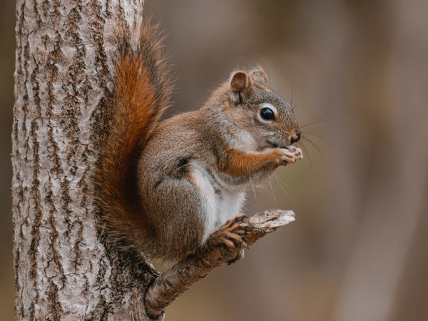 rodent, squirrel Wallpaper 1024x768