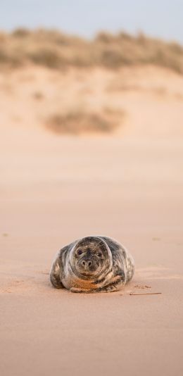 fur seal Wallpaper 1440x2960