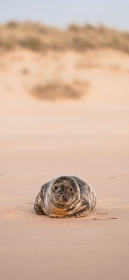 fur seal Wallpaper 1080x2340