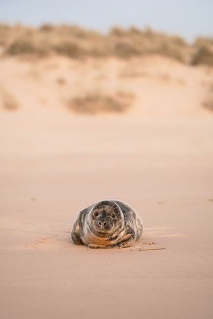 fur seal Wallpaper 3972x5958