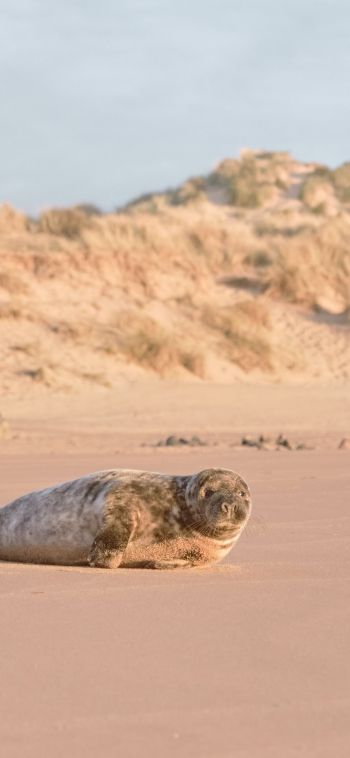 fur seal, wild animal Wallpaper 1080x2340