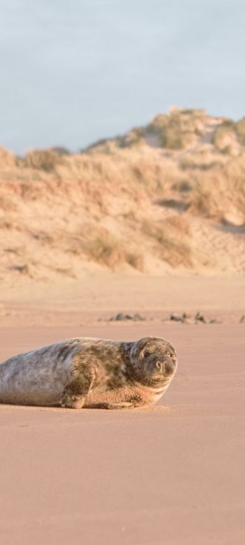 fur seal, wild animal Wallpaper 1080x2400