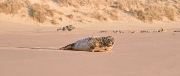 fur seal, wild animal Wallpaper 2560x1080