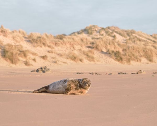 fur seal, wild animal Wallpaper 1280x1024