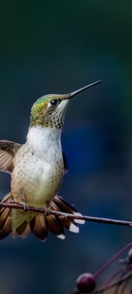 wild nature, hummingbirds Wallpaper 1440x3200