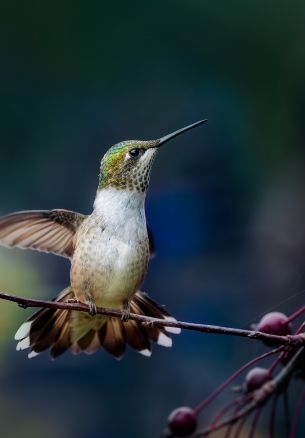 wild nature, hummingbirds Wallpaper 1640x2360