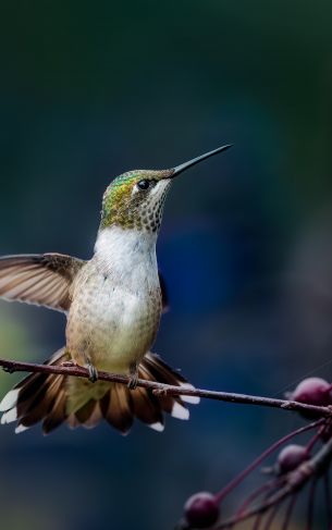 wild nature, hummingbirds Wallpaper 1752x2800