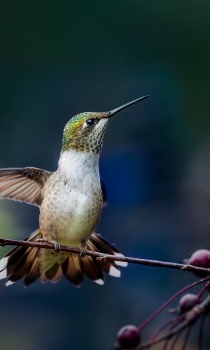 wild nature, hummingbirds Wallpaper 1200x2000