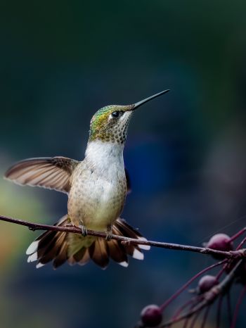 wild nature, hummingbirds Wallpaper 1668x2224