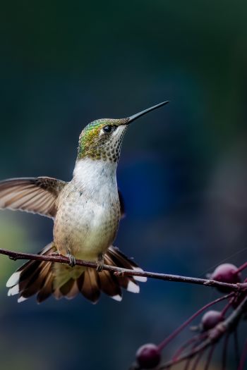 wild nature, hummingbirds Wallpaper 640x960
