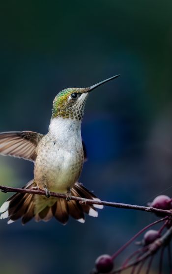 wild nature, hummingbirds Wallpaper 1752x2800