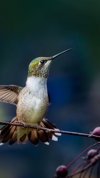 wild nature, hummingbirds Wallpaper 640x1136