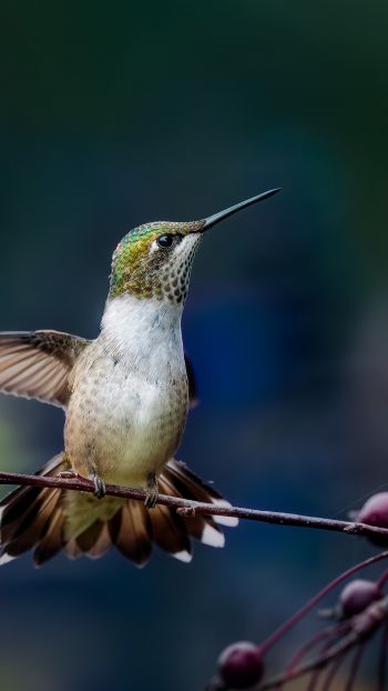 wild nature, hummingbirds Wallpaper 720x1280