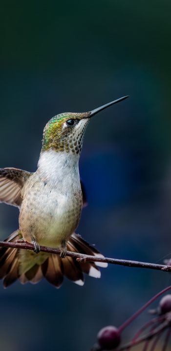 wild nature, hummingbirds Wallpaper 1080x2220