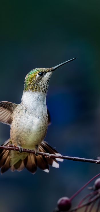 wild nature, hummingbirds Wallpaper 1080x2280