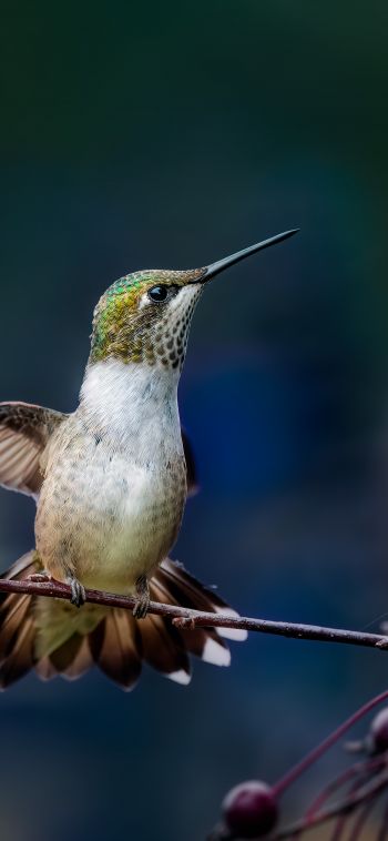 wild nature, hummingbirds Wallpaper 1080x2340