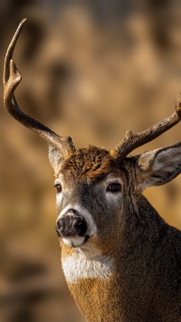 wild deer Wallpaper 750x1334