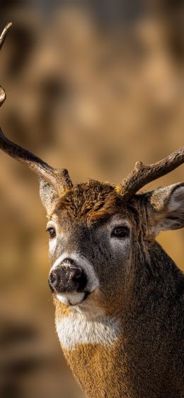 wild deer Wallpaper 1125x2436