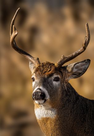 wild deer Wallpaper 1640x2360
