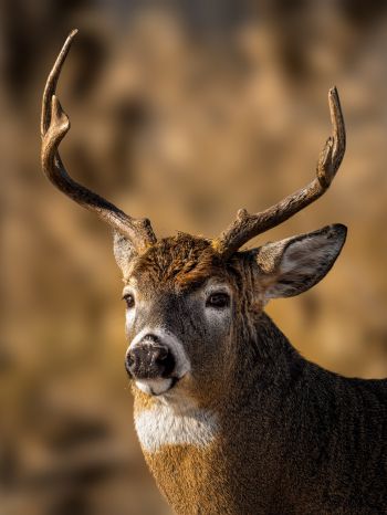 wild deer Wallpaper 1668x2224