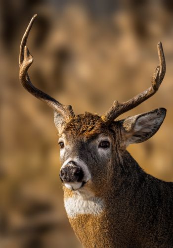 wild deer Wallpaper 1668x2388