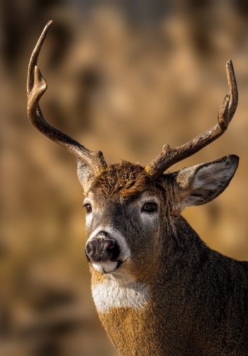 wild deer Wallpaper 1640x2360