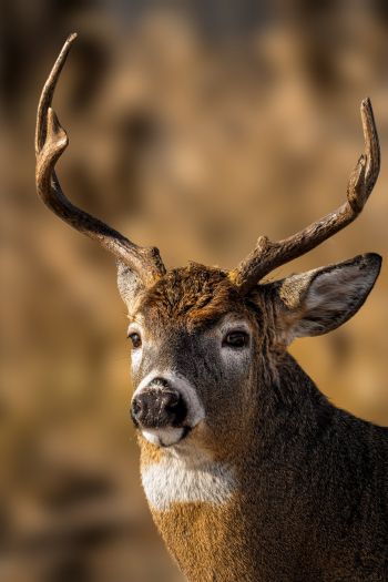 wild deer Wallpaper 640x960