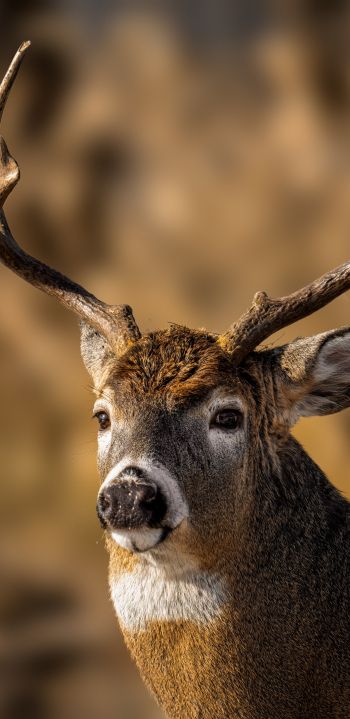 wild deer Wallpaper 1440x2960