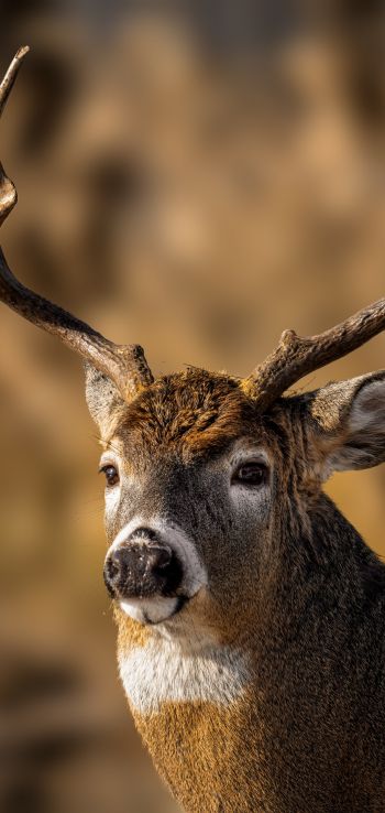 wild deer Wallpaper 1440x3040