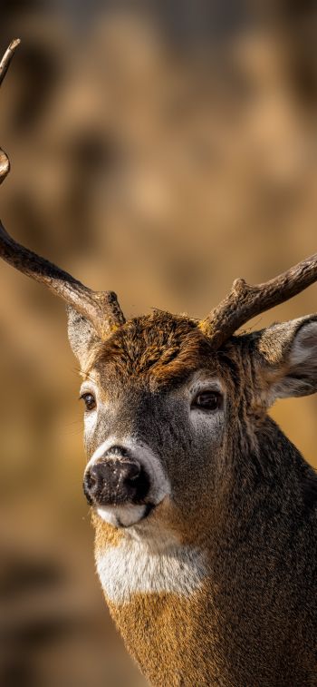wild deer Wallpaper 1242x2688