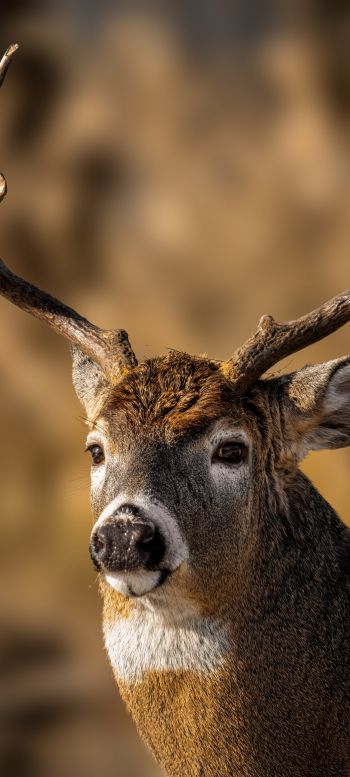 wild deer Wallpaper 1440x3200