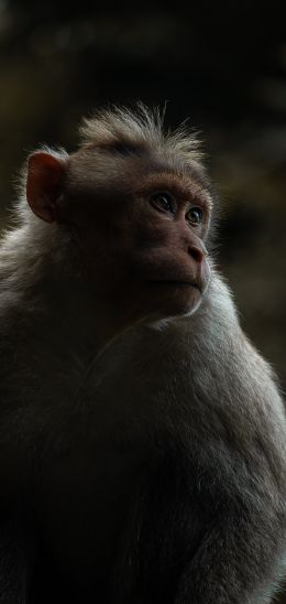 monkey, India Wallpaper 720x1520