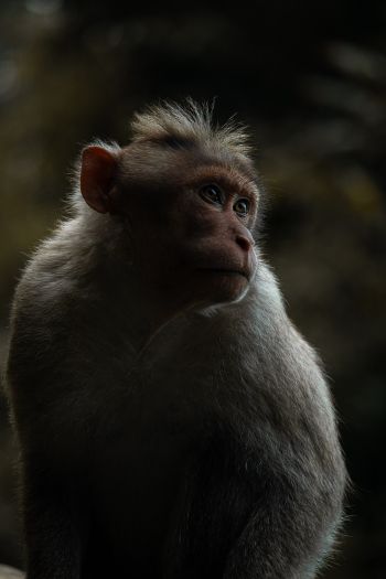 monkey, India Wallpaper 640x960