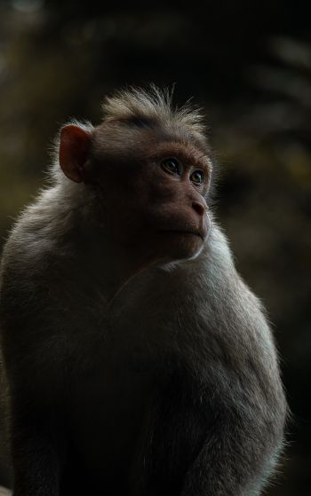 monkey, India Wallpaper 1752x2800