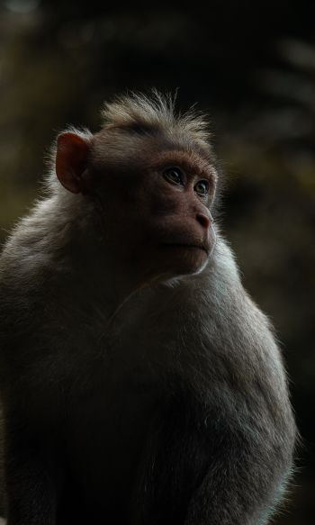 monkey, India Wallpaper 1200x2000