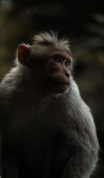 monkey, India Wallpaper 600x1024