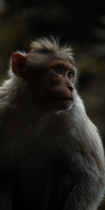monkey, India Wallpaper 720x1440