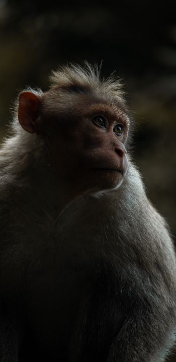 monkey, India Wallpaper 1080x2220