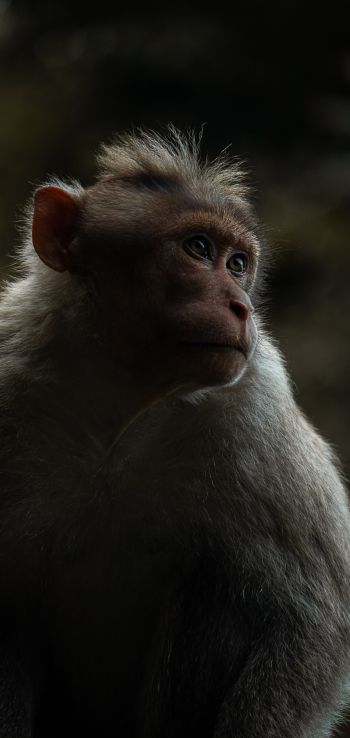 monkey, India Wallpaper 1440x3040