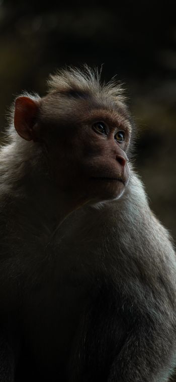 monkey, India Wallpaper 1170x2532