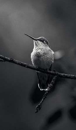 hummingbirds, black and white photo Wallpaper 600x1024