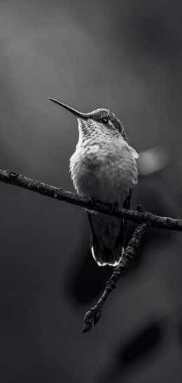 Обои 720x1520 колибри, черно-белое фото