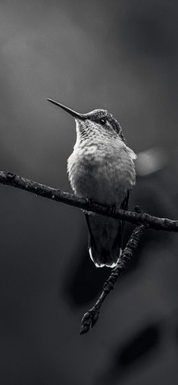 Обои 1242x2688 колибри, черно-белое фото