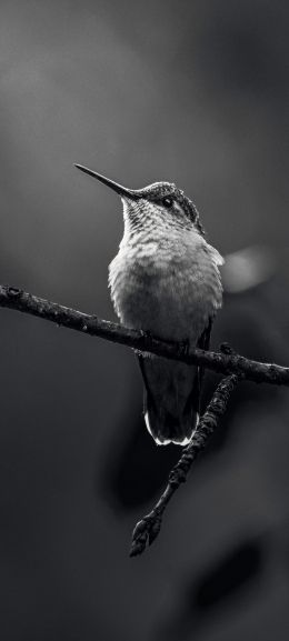Обои 1080x2400 колибри, черно-белое фото