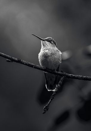 hummingbirds, black and white photo Wallpaper 1668x2388