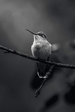 hummingbirds, black and white photo Wallpaper 640x960