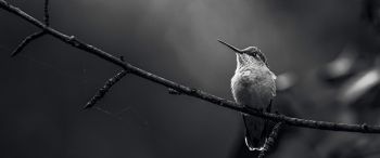 hummingbirds, black and white photo Wallpaper 3440x1440