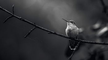 hummingbirds, black and white photo Wallpaper 1600x900