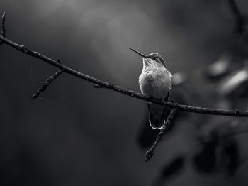 Обои 1024x768 колибри, черно-белое фото